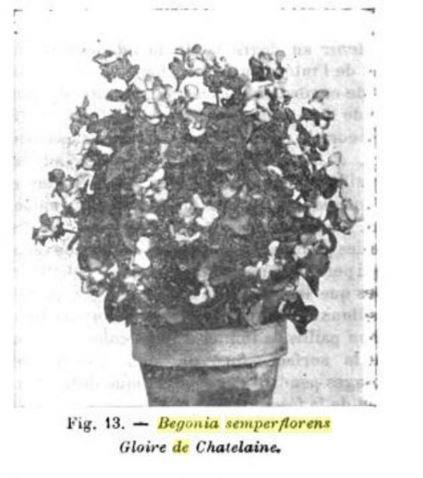 B. ‘Gloire de Chatelaine’